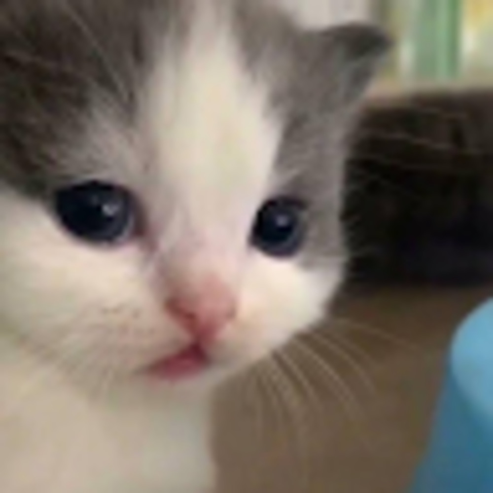 Meet your Posher, Pamela